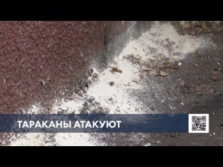 Нижнекамцы три года живут с тараканами из-за животных, которые не доедают корм