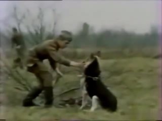Служебные собаки Советской армии