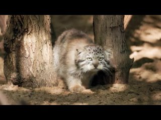Pallas_s cat Eve and her fluffy kittens gang!.mp4