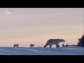 «Королевство белых медведей. Путешествие медвежонка» (2021)