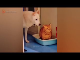 Пес наблюдает как кот срёт