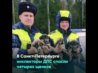 В Санкт-Петербурге инспекторы ДПС спасли четырех щенков
