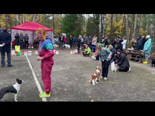 Видео от Кавалер Кинг Чарльз спаниель Невский Кристалл