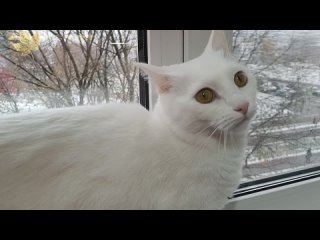 Снег и кот. Снегопад в Москве. 27 октября 2023