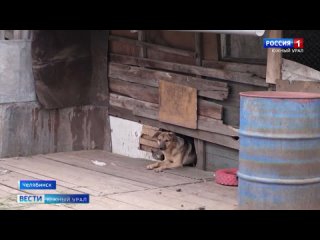 Жители Челябинска подали в суд на соседку, которая содержит 16 собак