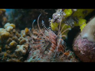 Planet Earth III: Season 1, Episode 2 «Ocean» (BBC iPlayer 2023 UK)(ENG/SUB ENG)