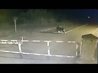 видео похищения собаки