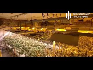 Разоблачение в Киевской области нарколаборатории ДБР: организаторы вырастили более 1000 кг травы в год