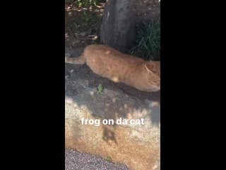 Видео от Отсталые в развитии коты