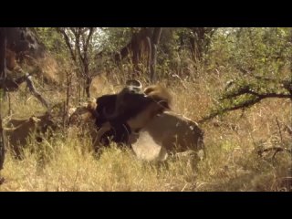 How Lions Hunt Africas Most Dangerous Prey   Pride In Battle   Real Wild