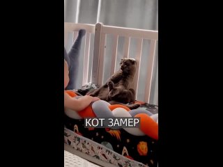 КОТ притворился ИГРУШКОЙ, чтобы его не видел ребёнок.mp4