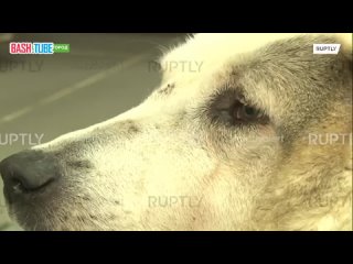 🇷🇺 «У собак лишь один недостаток - они верят людям»: волонтеры в Нижнем Новгороде спасают собаку весом около центнера