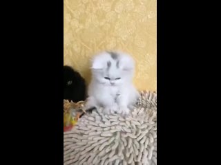 Видео от Шотландские котята*Питомник Crown Tail*