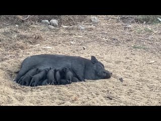 ЭкоМорское. Кормление просят на закате