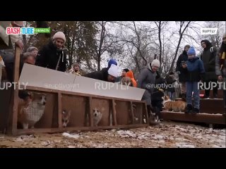 🇷🇺 Пушистые профессионалы: более 1000 корги-спасателей встретились в усадьбе Гребнево в Московской области