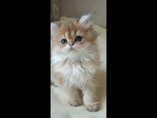 Шотландские котята питомника Лисёнок-Вуки, кошечка Злата