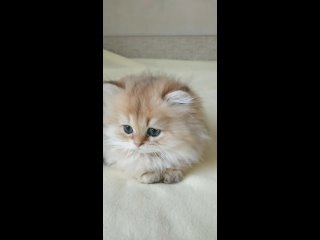 Шотландские котята питомника Лисёнок-Вуки, кошечка Забава