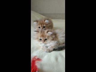 Шотландские котята питомника Лисёнок-Вуки, девочки Забава и Злата