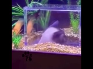 У рыбок свой аквариум с котиком