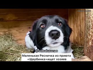 Танцующая собака Ресничка из приюта «Щербинка» ищет хозяев! Проект Собака Юзао