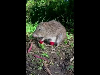 Трёхпалый крысиный потору