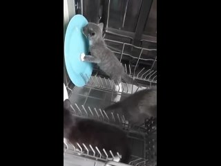 Валерьянкой намазали - Константин Один