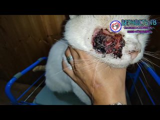 Женщина лечила Михалыча 3 недели, но рана становилась всё больше...Но что произошло с котом и что делать теперь?