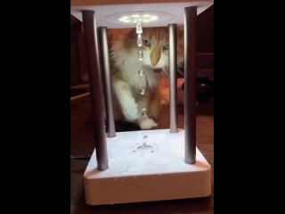 На видео изображён стробоскопический эффект с реакцией на него кошек и собак