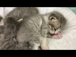 Крошечный котенок Джонни учится мыть лапы, пока его братья спят