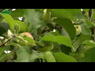 Как защитить плодовые деревья от мышей. Готовим сад к зиме