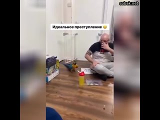 Покушение  милые животные