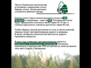 В Тюменской области идут лесовосстановительные работы