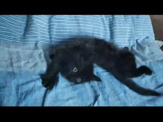 Гудвин - новорожденный котенок (видео 910/23) Привет с передержки