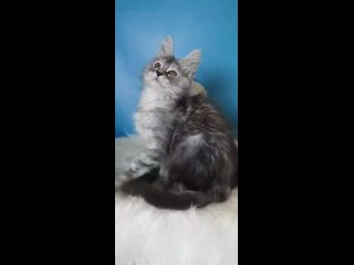 Видео от Мейн-кун котята. Питомник “Good LodMein“