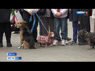В Барнауле провели доброе и семейное дог-шоу «Я и моя собака».