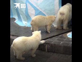 В Новосибирском зоопарке медвежонок Стрелка громко требовала своего обеда