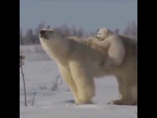 Когда решили понаблюдать за жизнью белых медведей