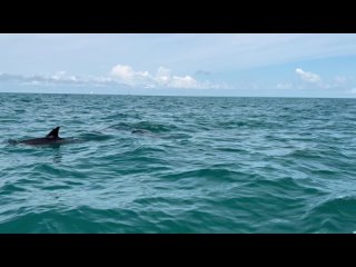 Часы Слава Афалина в центре помощи дельфинов Дельфа. Сочи 2023 г.