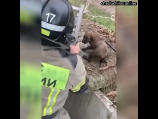 В Северной Осетии сотрудники МЧС спасли щенка, провалившегося в глубокий колодец   Во Владикавказе ю