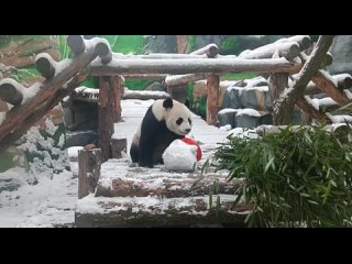 В Московском зоопарке для панд слепили крошечного снеговичка