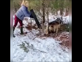 Спасла волка