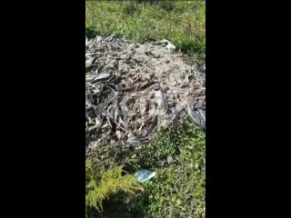Кучи гниющей рыбы с опарышами обнаружили в овраге у охотской трассы