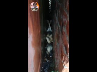 спасатели достали собаку, застрявшую вверх лапами между стен гаражей