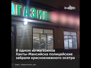 В Ханты-Мансийске полицейские забрали из магазина краснокнижного осетра