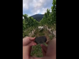 🐶 Собака + камера на 360° = лучший формат видео (видео)