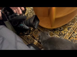 Кошка Клёпа на съёмке 4 канала