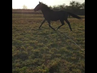 Video van Спасение лошадей с бойни «Амулет», служба помощи