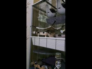 Видео от Группа помощи брошенным декоративным крысам