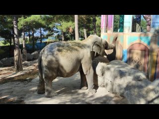 Слониха в Сафари-парк.Геленждик.