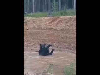 В Приморье водители сняли медведя в придорожном джакузи